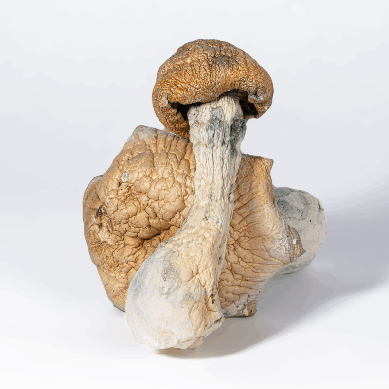Code Blue Mushrooms