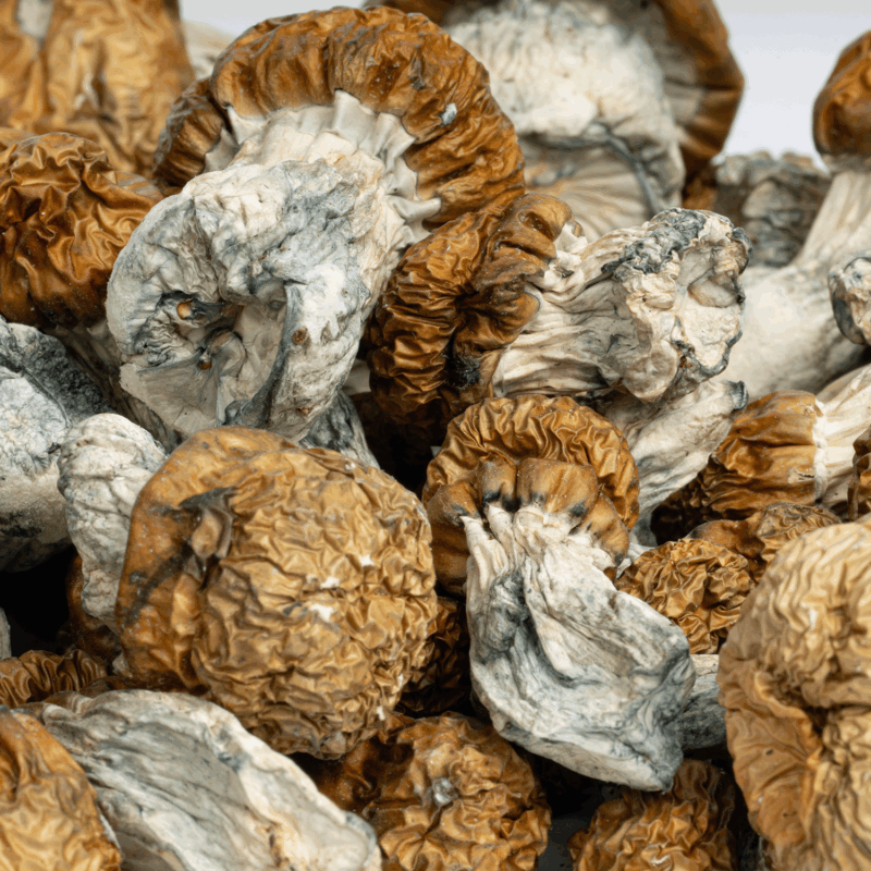 Avalanche Mushrooms
