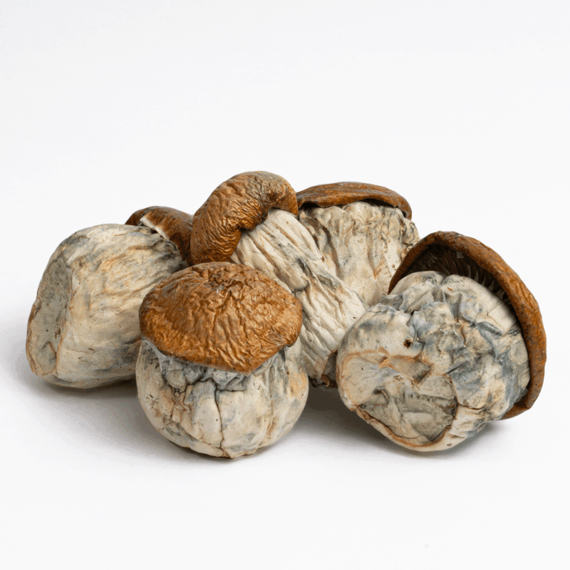 Dino Eggs Mushrooms