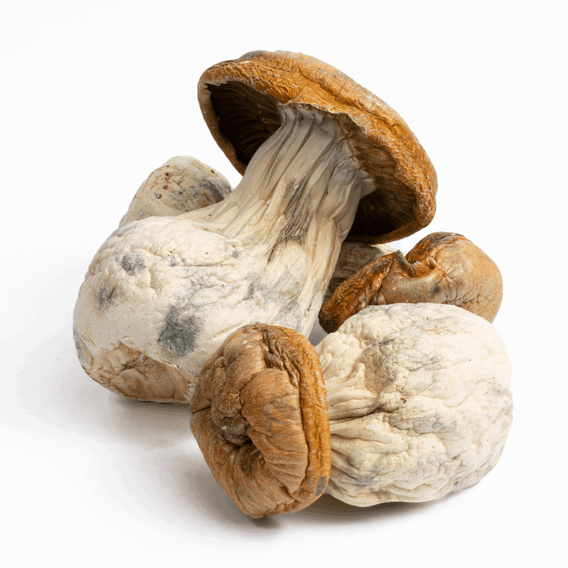 King Kong Mushrooms
